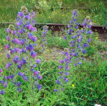 blue weed control